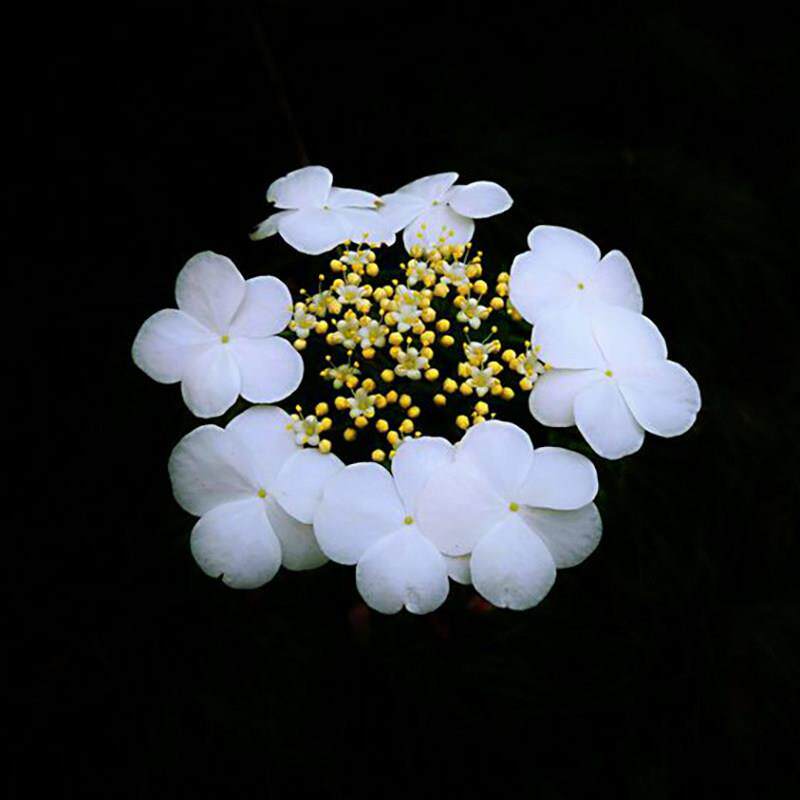 琼花树苗庭院花园风景树耐寒耐热荚蒾木绣球聚八仙珍贵扬州琼花苗