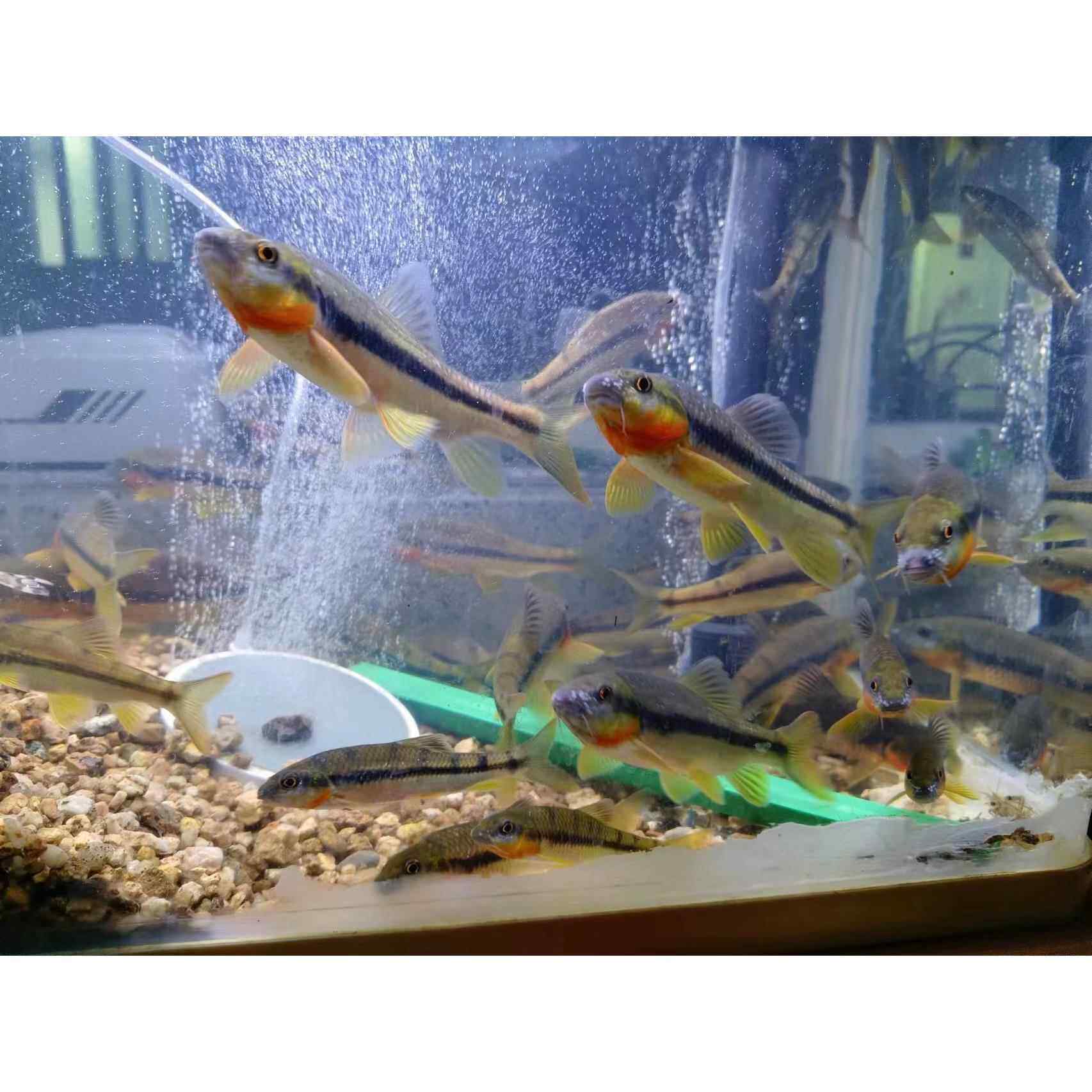 原生溪石斑红腹石斑鱼光唇观赏淡水冷水活体群游好养耐活除藻