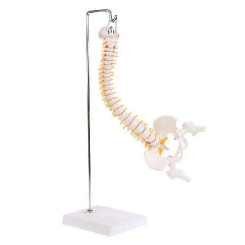 45cm Flexible Human Spinal Column Vertebral Lumbar Curve