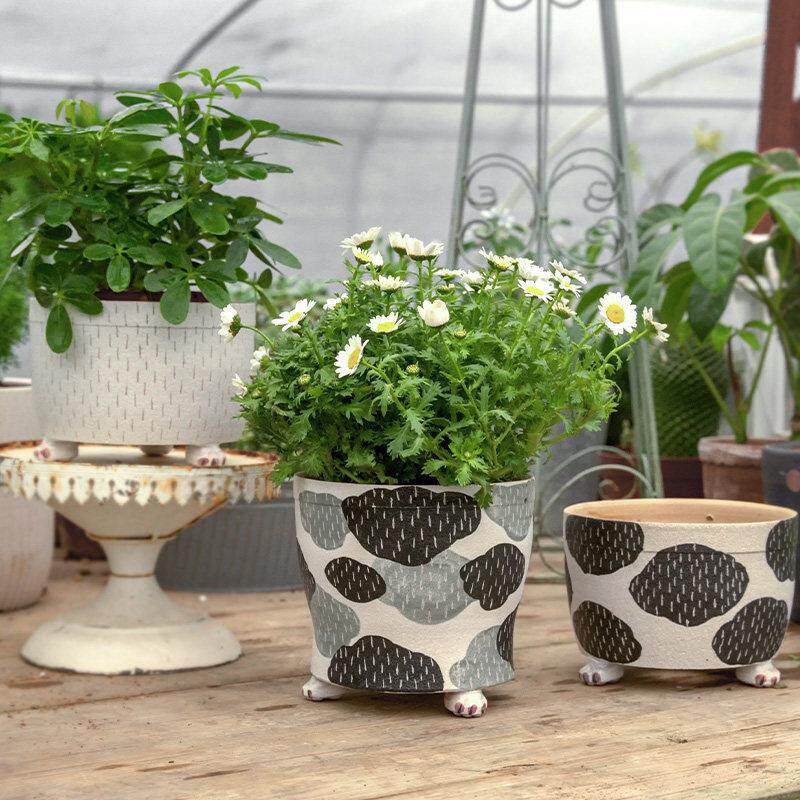 常品绿植盆摘花盆大号发财树富贵竹迷迭香虎皮兰金钱树君子兰花盆