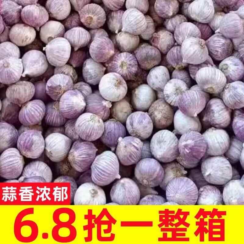 云南紫皮独头蒜独蒜5斤湿蒜新鲜糖醋独蒜头优质干大蒜头新蒜蔬菜