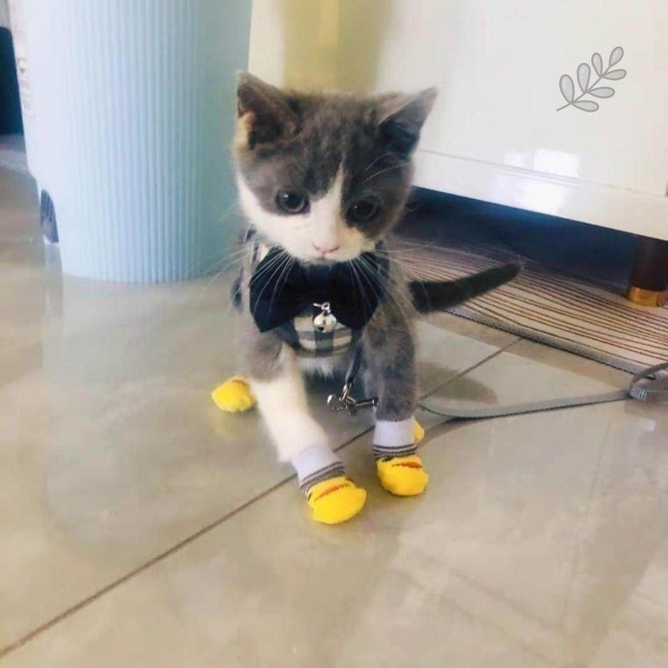 幼猫牵引绳超小号遛猫绳猫防挣脱猫链子子1-3斤幼猫奶狗背带绳子,宠物/宠物食品及用品,狗牵引绳,淘宝优惠券,粉丝福利购,淘宝优惠卷