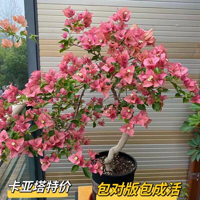 卡亚塔三角梅盆栽勤花四季原生品种好养大苗高飘枝阳台庭院可爬藤