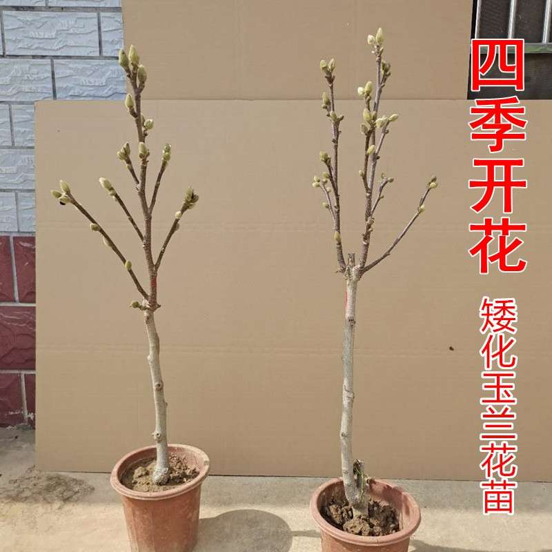 庭院耐寒玉兰花  矮化紫玉兰花香盆栽南方北方均可种植娇红一号