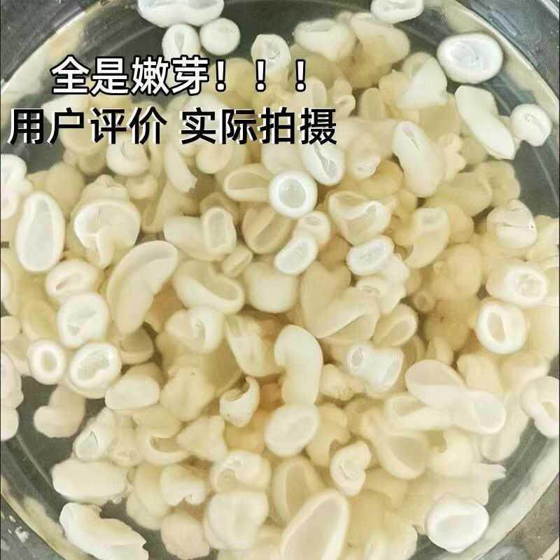 白玉木耳芽小云耳银耳羹小碗耳嫩芽椴木耳糖水甜汤清补凉煲汤配料