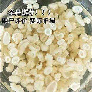 白玉木耳芽小云耳银耳羹小碗耳嫩芽椴木耳糖水甜汤清补凉煲汤配料