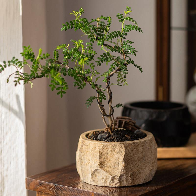 桌面造景花盆摆件茶室装饰绿植盆栽花器彷石水泥花盆高级感艺术