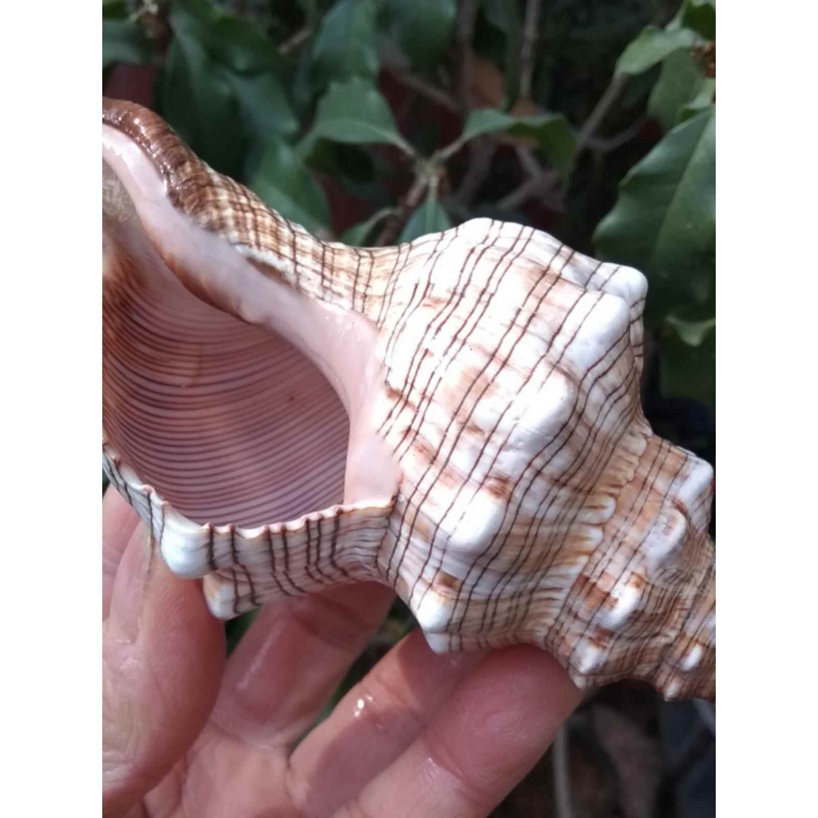 超大红螺蛳,听海之声,天然海螺壳,角螺,水族鱼缸美化,家居装