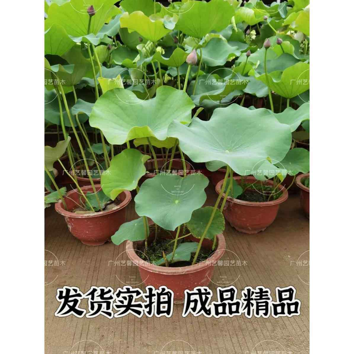 荷花成品带花苞带盆室外水生植物睡莲大型荷花碗莲鱼池hh