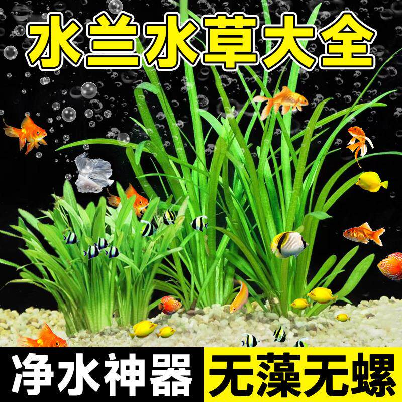 水兰水草鱼缸净化水质的大小龙舌兰细叶水韭菜阴性前后景新手造景