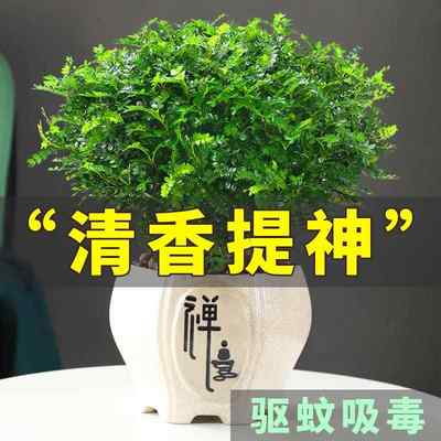 防驱蚊草盆栽正宗清香胡椒木树苗植物室内桌面四季好养小绿植盆景