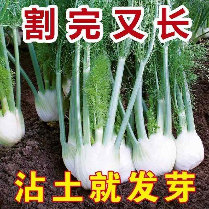 球茎茴香种子四季可食割了又长