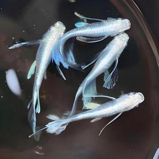 观背青鳉小鱼天使之翼赤壁红白长鳍鱼卵,球体星光冷水鱼,可孵化;