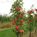 嫁接苹果树苗红富士冰糖心矮化果树盆地栽当年结果南方北方种植