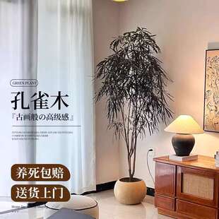 孔雀木绿植室内大型盆栽客厅办公室网红观叶植物落地大号四季好养