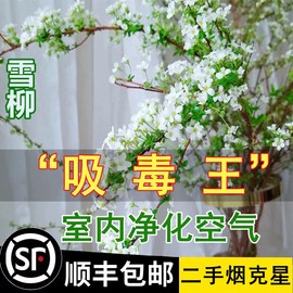 雪柳鲜枝水培盆栽绿萝箩花卉，植物室内花绿植水养干枝龙柳吸除甲醛