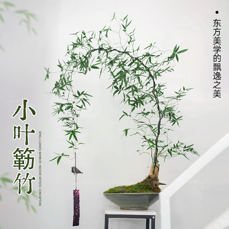 小叶簕竹盆栽老桩盆景禅意植物竹子苗室内办公室桌面四季好养绿植