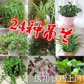 客厅悬挂室外垂吊盆栽，花卉常春藤牡丹吊兰室内吸甲醛，植物阳台散光