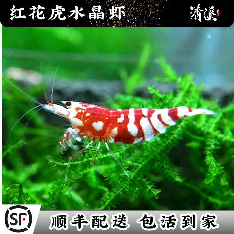 红花虎水晶虾淡水鱼缸观赏清洁除藻闯缸除藻工具鲜活草缸虾粮包邮