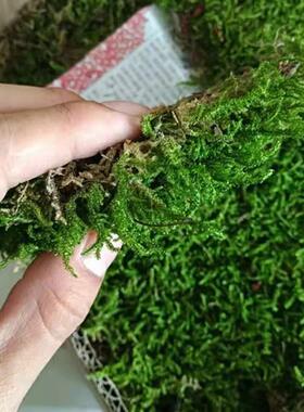 大艺灰藓铺苔藓植物草鲜活青苔造景MMQ微景观雨林缸盆栽园假山皮