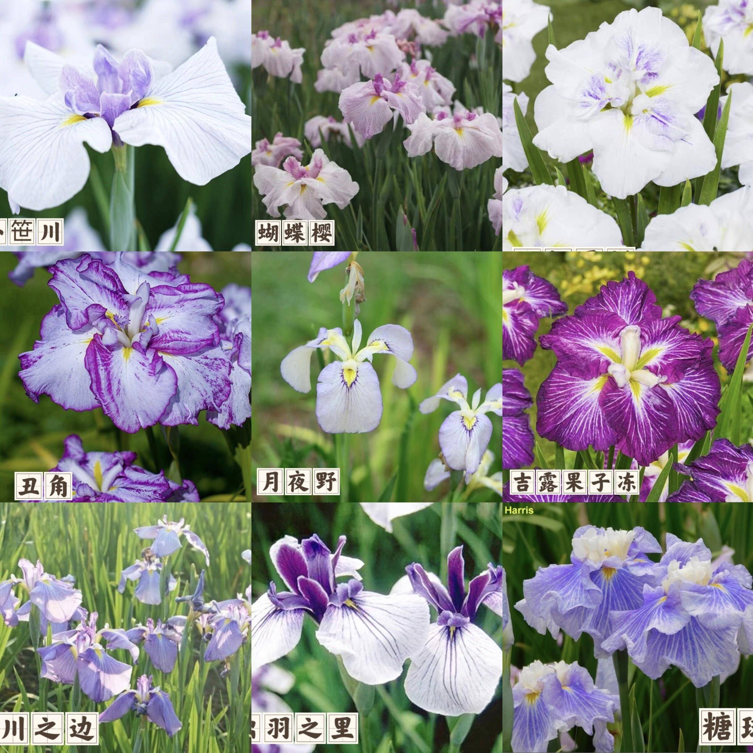 浙庭院小花匠*多品种花菖蒲/玉蝉花*低维护线条植物*水生鸢尾