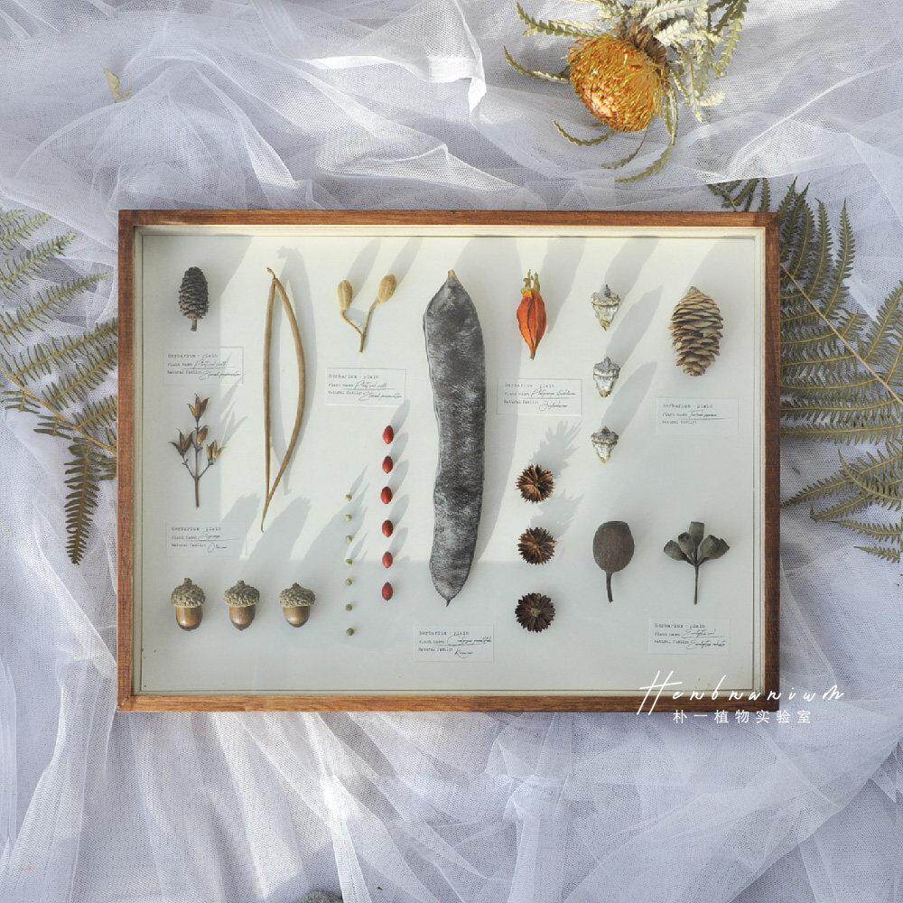 标本植物果实树叶昆虫蝴蝶干花复古相框手作森系装饰画墙壁挂画
