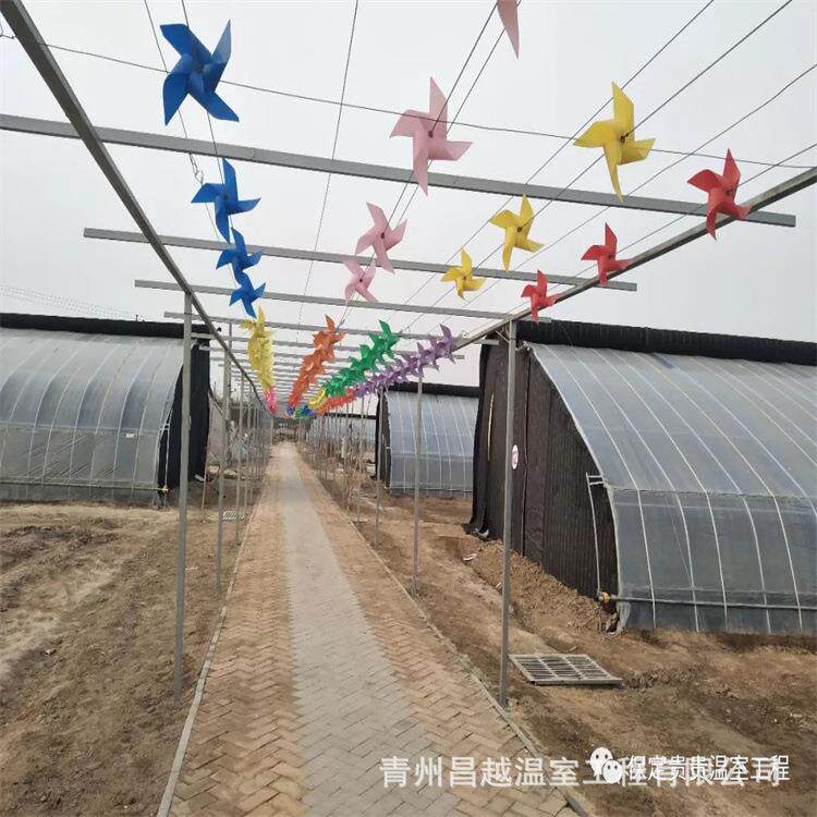 日光温室大棚菊花花卉种植育苗基地专业生产大棚建设植物温室