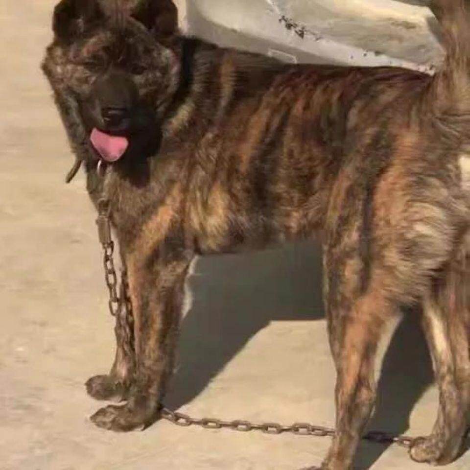 中华田园犬活体广西土猎犬赶山土狗虎斑猎犬活体幼犬黄色黑虎斑狗