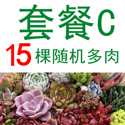花盆大口径粗陶肉肉植物组合拼盆长方形专用花盆陶瓷特价清仓