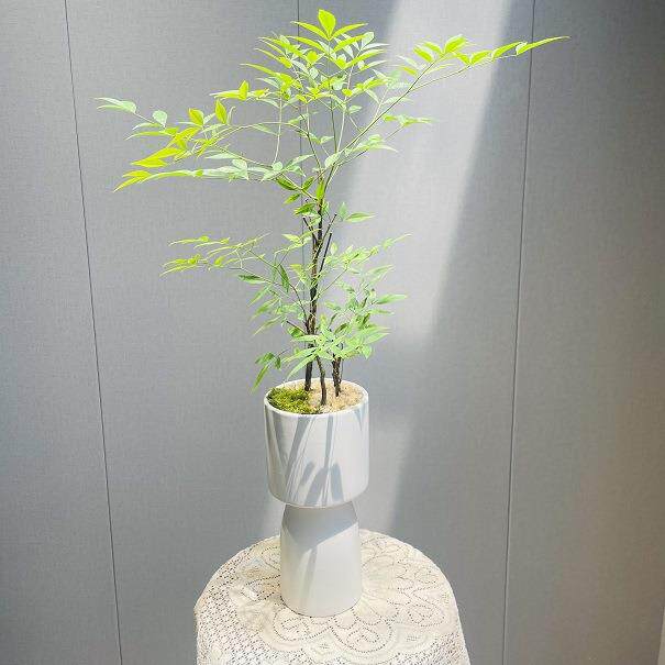 南天竹绿植盆栽常绿小灌木植物室内花卉鲜切枝吊钟马醉木平替植物