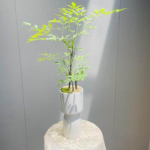 南天竹绿植盆栽常绿小灌木植物室内花卉鲜切枝吊钟马醉木平替植物