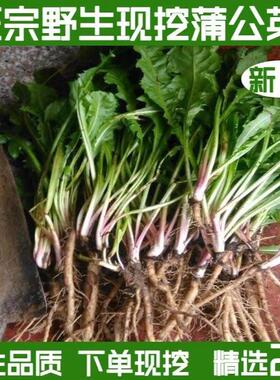 农家新鲜蒲公英野生现挖鲜草婆婆丁野菜带根嫩芽嫩叶整根蔬菜包邮