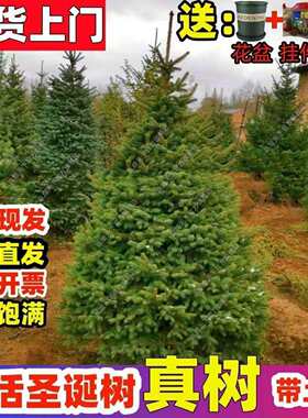 鲜活圣诞树真树圣诞节树香松诺贝松挪威云杉树香客厅庭院耐寒绿植