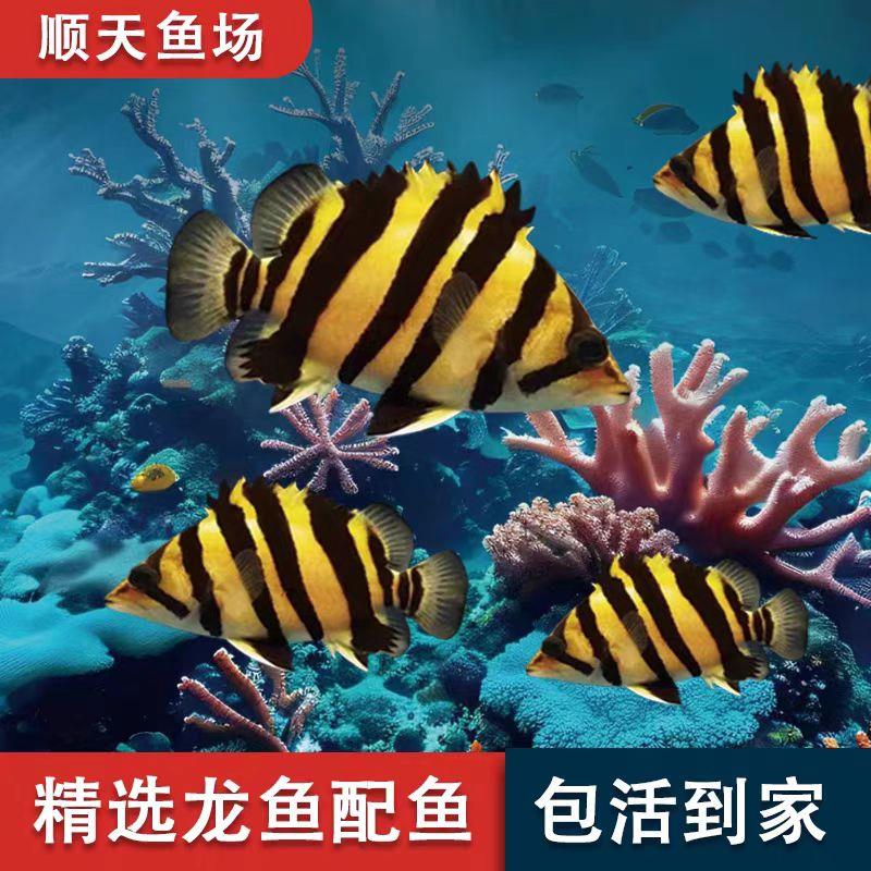 虎鱼苗四纹印尼淡水热带鱼观赏鱼三纹虎四纹苏虎鱼活体鱼龙鱼配鱼
