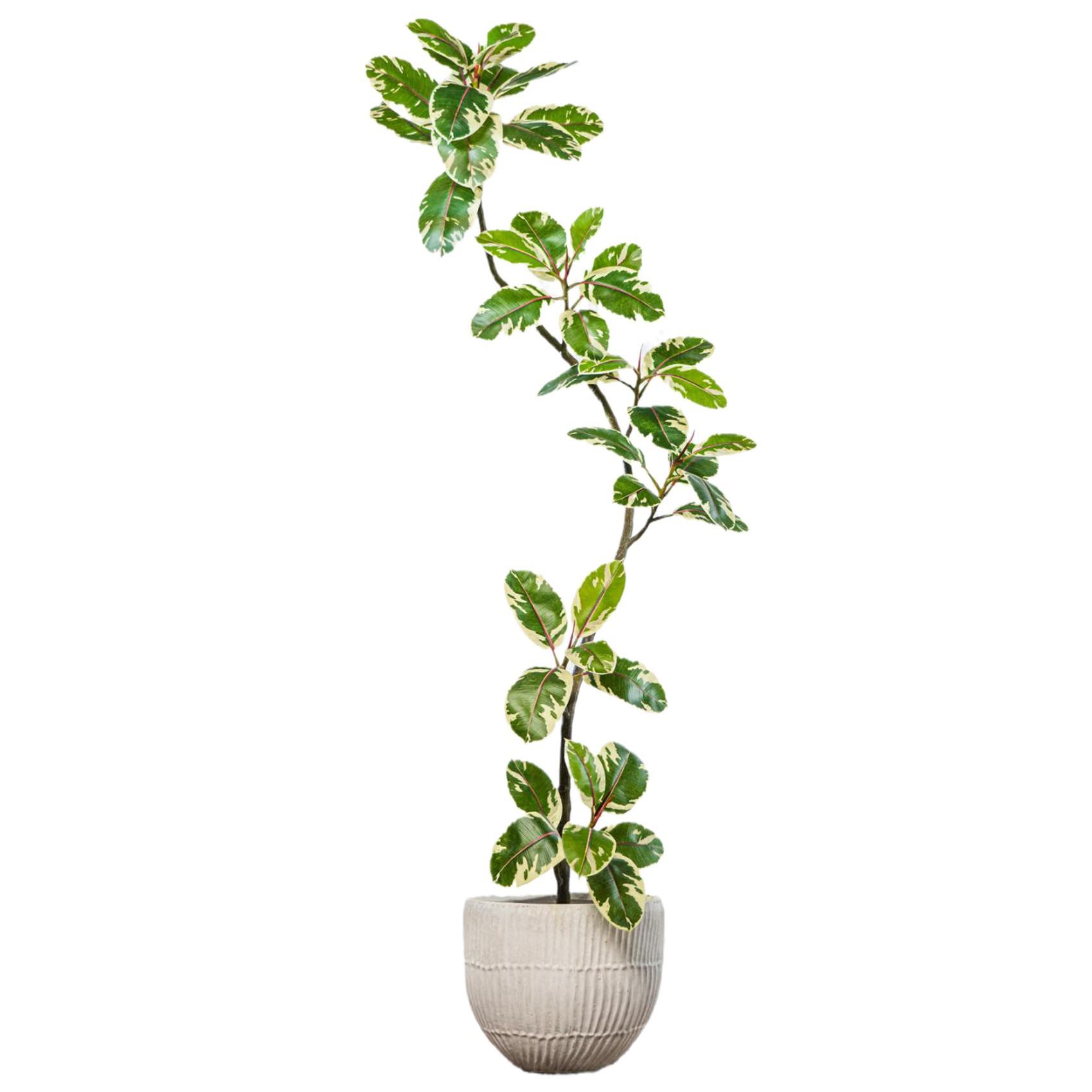 仿真植物黑金刚橡皮树室内高级感客厅绿植盆栽摆件造景观仿生假树