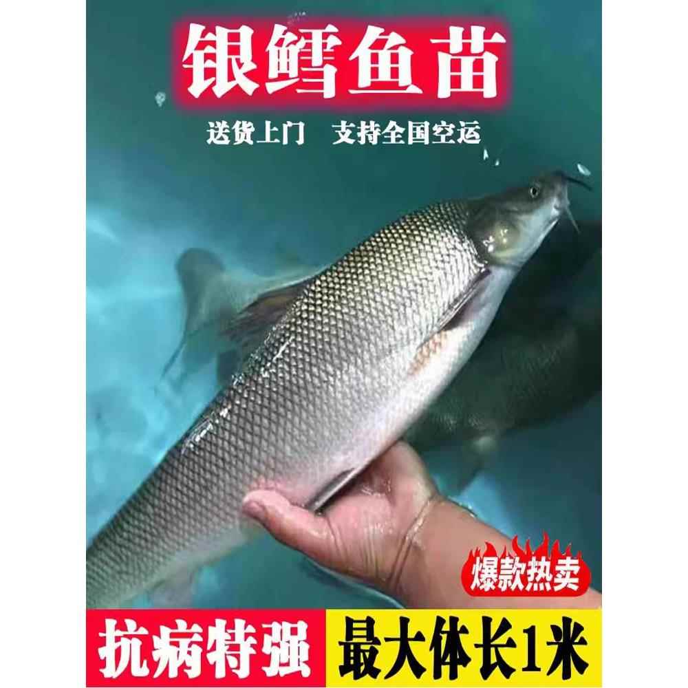 优质银鳕鱼苗淡水养殖大鳞鲃鱼苗食用团头魮锥首魮活大头亮鲃鱼苗