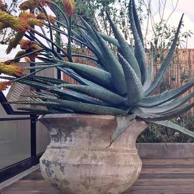 山地芦荟实生 多肉绿植盆栽 鬼切Aloe marlothi 沙漠阳台庭院造景