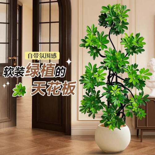 造型鸭脚木室内落地绿植盆栽鸭掌木净化空气办公室客厅四季常青