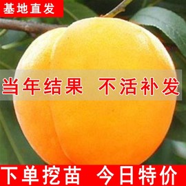 黄桃树苖桃树果苗嫁接苗冬桃北方果树油桃子树南方种植桃苗特大苗