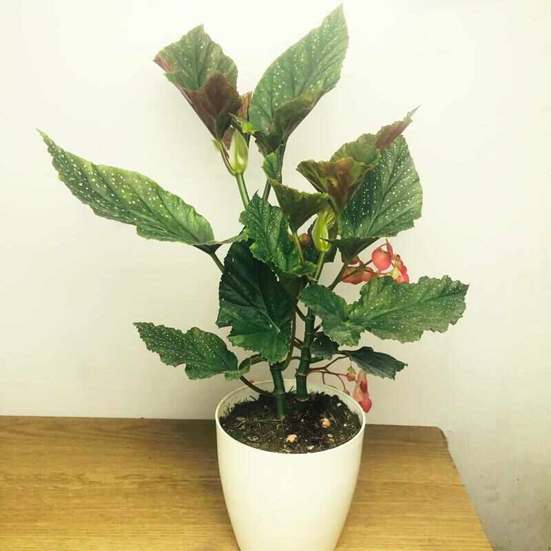四季开花竹节海棠秋海棠盆栽花卉观花植物促销包邮室内盆栽易活