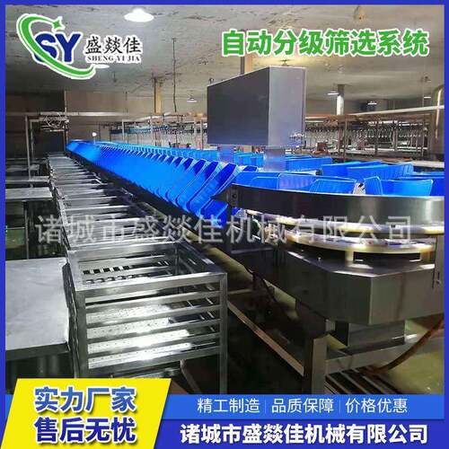 肉鸡重量分拣机重量分等级称重分级称重量自动筛选机