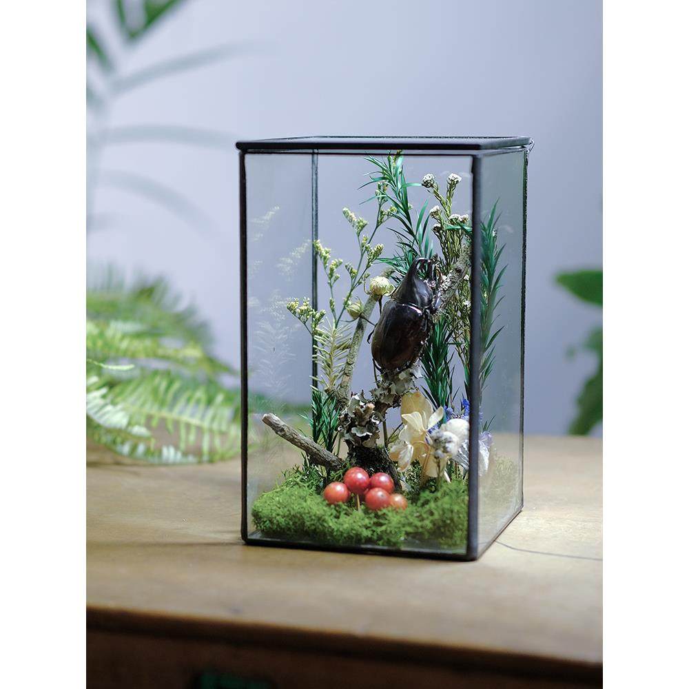 手作玻璃房植物生态微景观蝴蝶昆虫甲壳虫标本植物标本桌面摆件