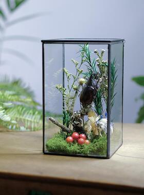 手作玻璃房植物生态微景观蝴蝶昆虫甲壳虫标本植物标本桌面摆件