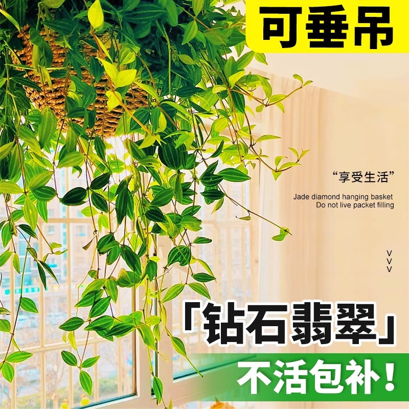 钻石翡翠吊兰垂吊多肉植物四季悬挂墙吊篮绿植室内办公室客厅盆栽