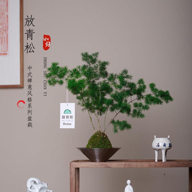 蓬莱松苔玉藓球植物盆栽办公室桌面四季常青好养室内小盆景放青松
