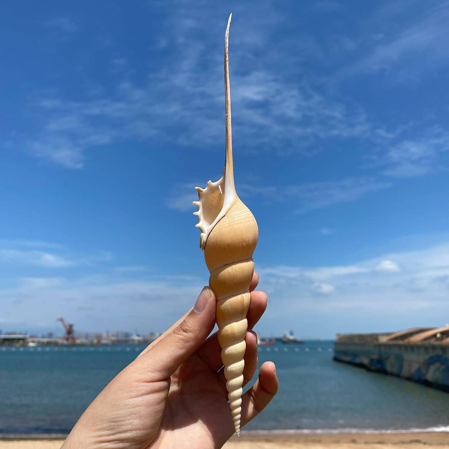 天然海螺贝壳马丁长鼻螺收藏标本螺地中海家居橱窗装饰创意礼品
