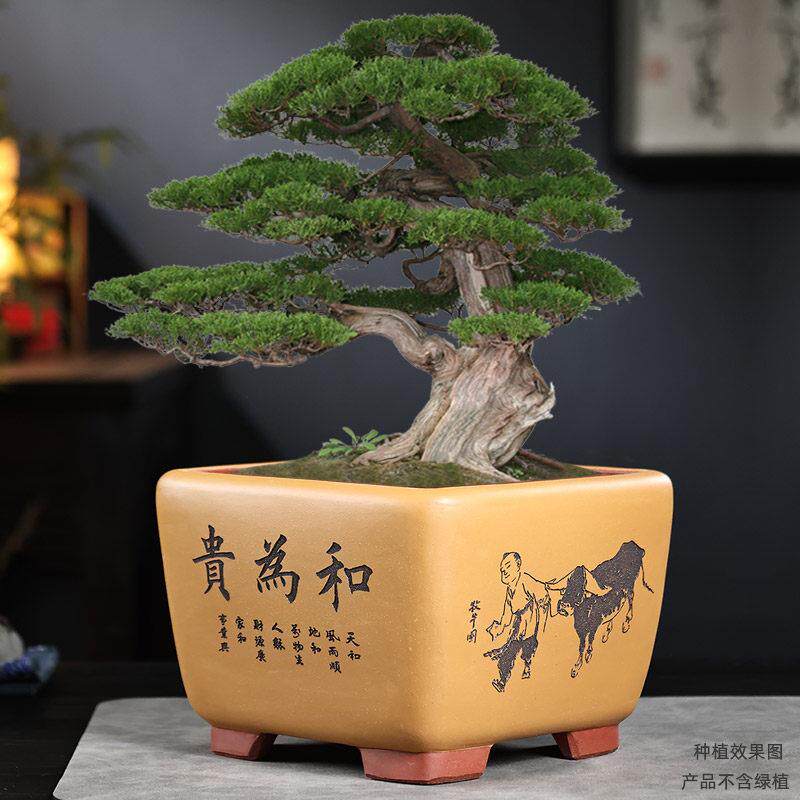 四方紫砂花盆高档精品盆景花盆罗汉松文竹金弹子老桩红枫海棠花盆