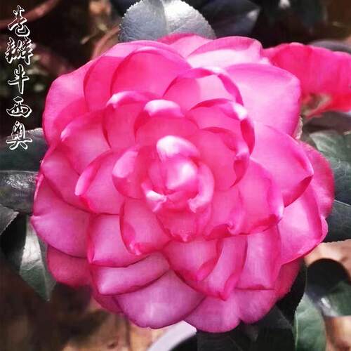 卷瓣牛西奥茶花盆栽树苗名贵品种粉红色玫瑰重瓣型室内外阳台花卉