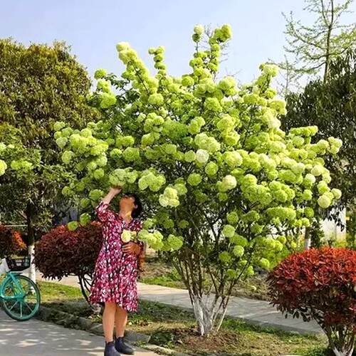 中华木本绣球树苗大花斗球白麻球庭院别墅耐寒盆栽风景树四季种植