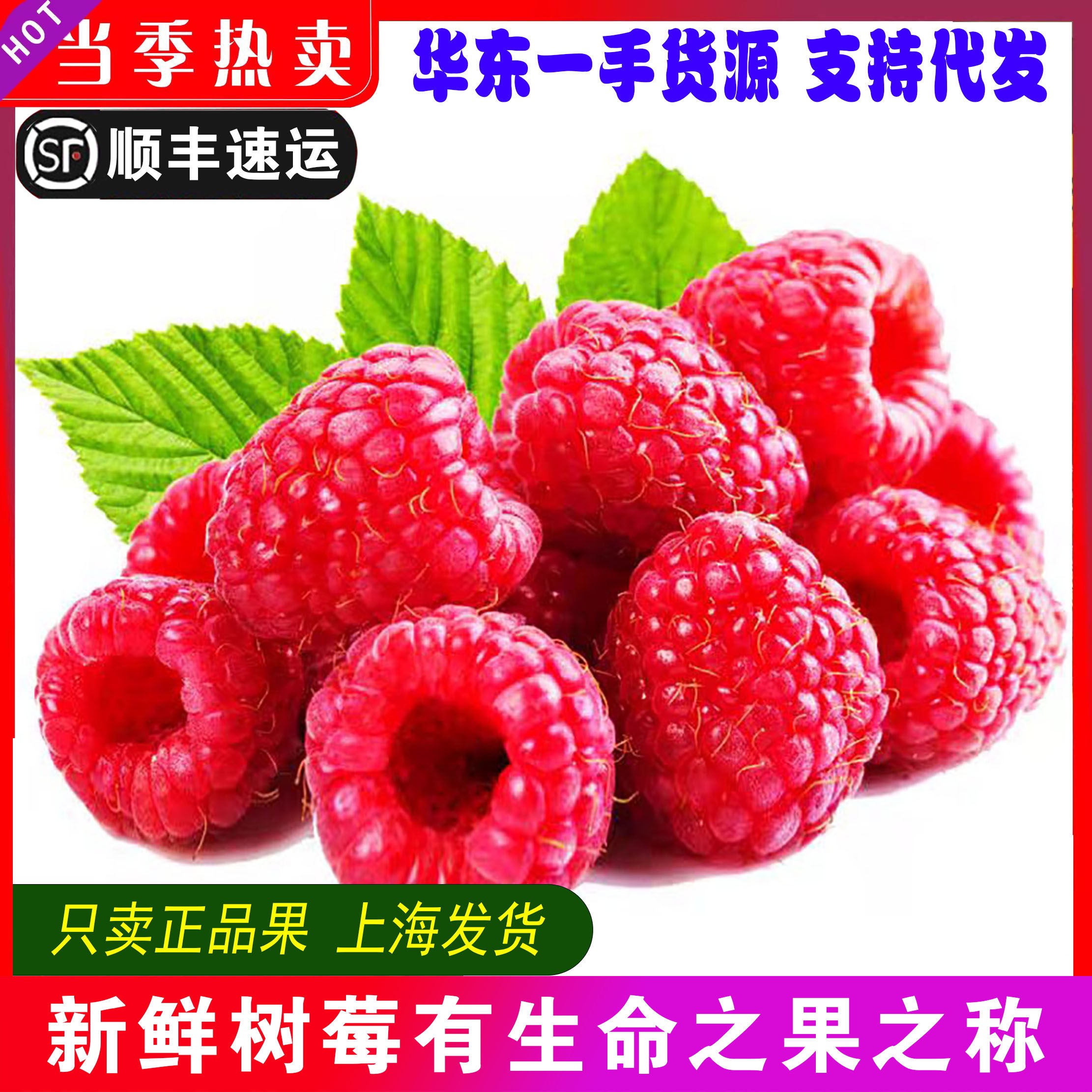 现摘新鲜红树莓4盒装大果鲜果网红覆盆子山莓泡孕妇水果包邮顺丰